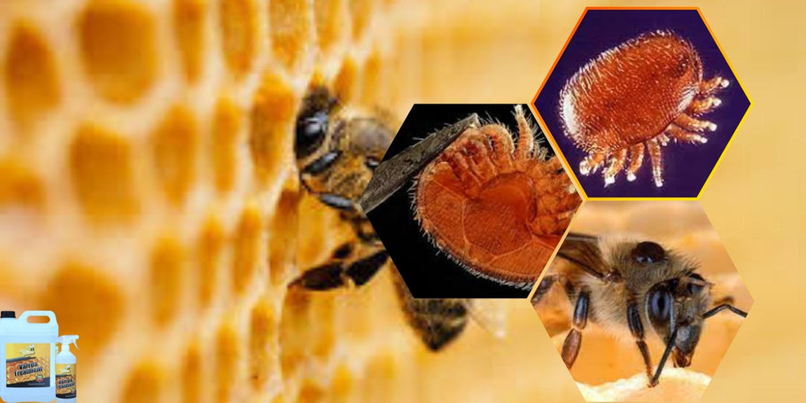 Kā pasargāt bites no varroa ērcēm?