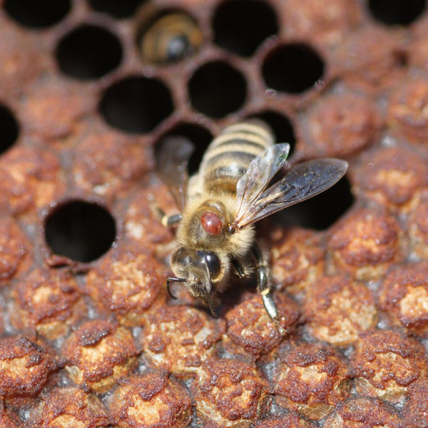 Glābsim bites: viss, kas jums jāzina par Varroa un tās briesmām