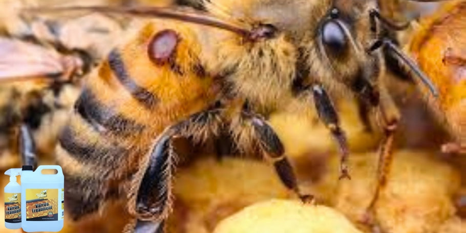 Inovācija bišu aizsardzībā: pret-Varroa līdzeklis, kas maina spēles noteikumus