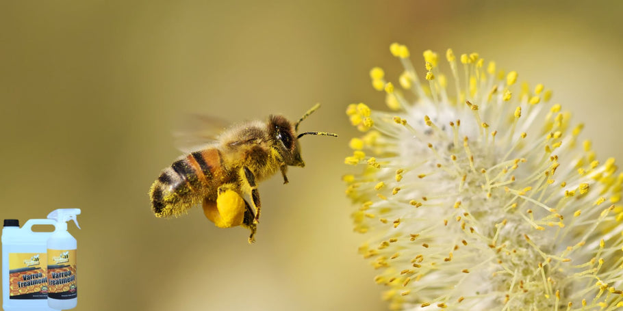 Varroa ērce: neredzams bišu stropu ienaidnieks