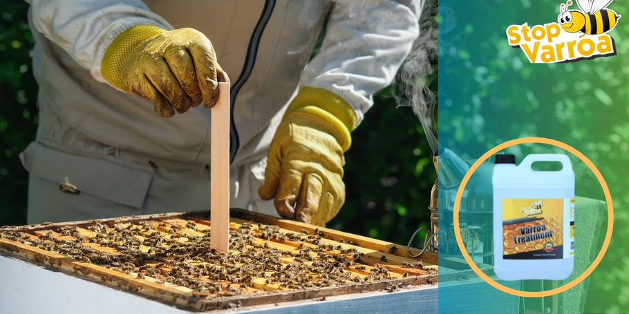 Varroatozes ārstēšana: kad jārīkojas, lai glābtu savas bites?
