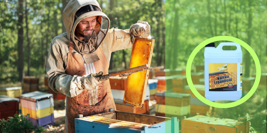 Ārstēšana pret Varroa: aizsargājiet savas bites un veiciniet medus ražošanu