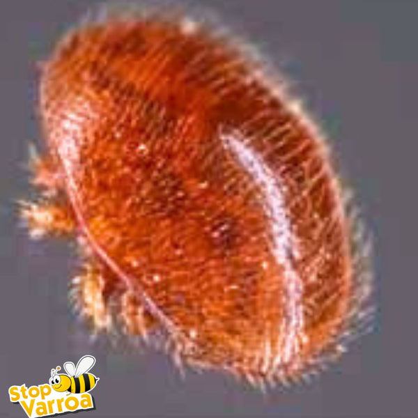 Kā Varroa nogalina bites