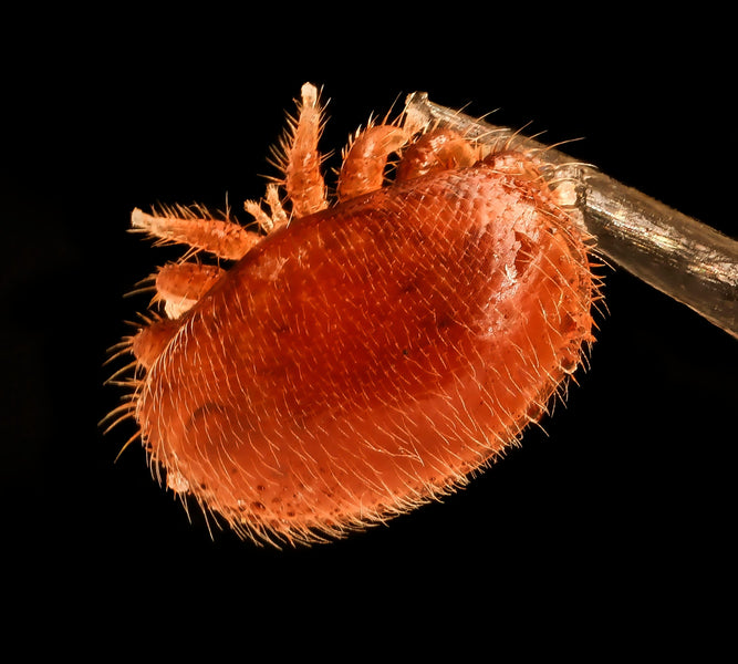 Kā pasargāt bites no varroa ērcēm?