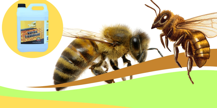 Varroa ērces: pasargājiet savas bites!