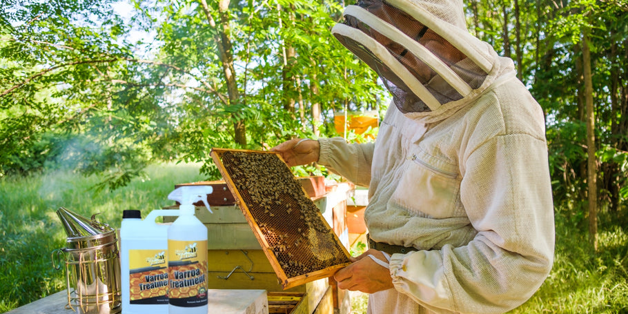 Varroa ērces: draudi bitēm, risinājumi biškopjiem