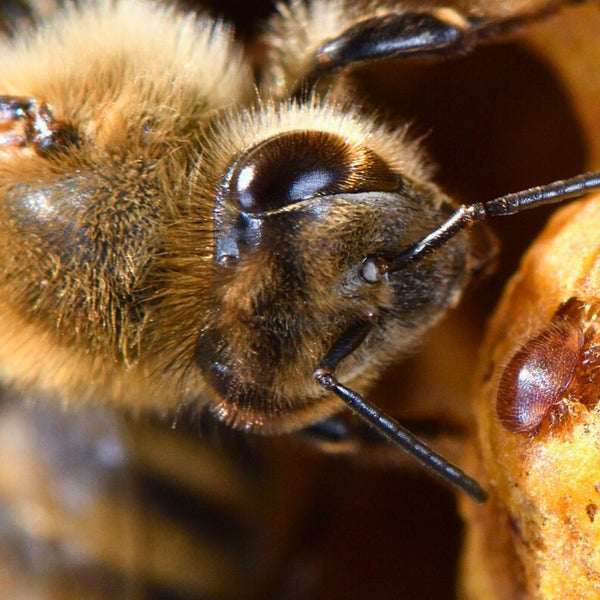 Visefektīvākie līdzekļi un metodes pret Varroa